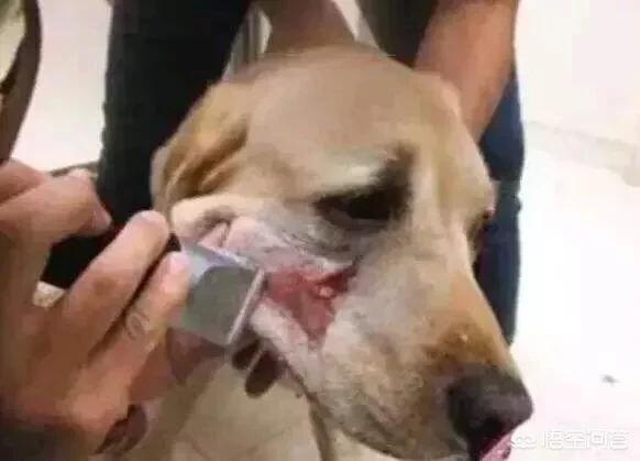 导盲犬小q高清壁纸:为什么导盲犬都好安静，没有了狗狗爱玩的天性？