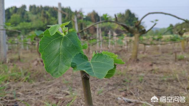 无花果芽尖泡茶,无花果扦插枝条全部泡水了，还能种活吗？