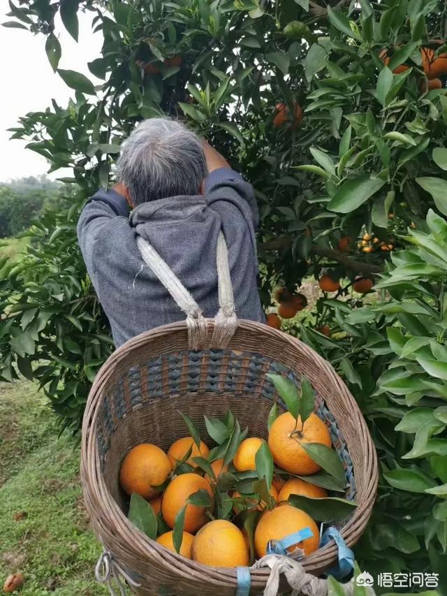 毕节橙满园桔子的种类:青见是一种什么水果？好吃吗？有哪些种植管理技术要点？