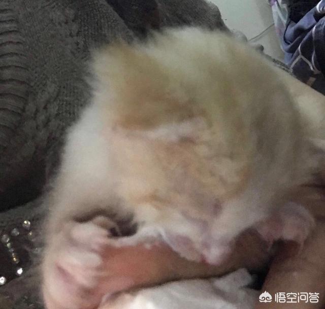 小奶猫拉不出屎怎么办:幼猫一直不上厕所怎么办？