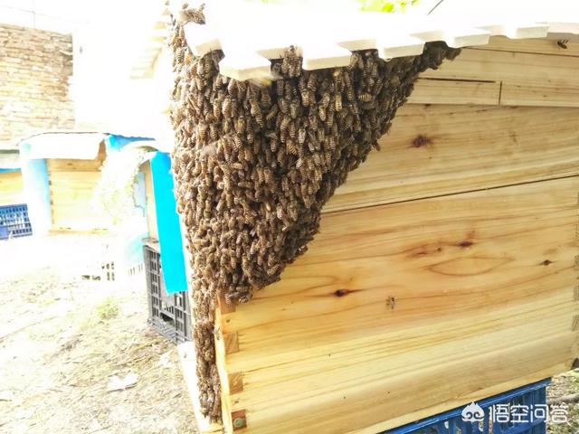 你还了解有关蜜蜂的知识吗:你还知道关于蜜蜂哪些知识 蜂蜜真的有养蜂人说的那么多功效吗？而你又知道有哪些功效？