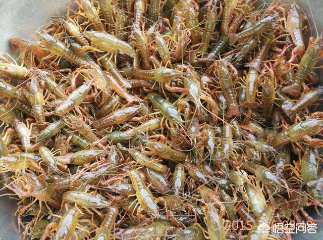 中老年补钙过量:小龙虾补钙计量大了会怎么样？