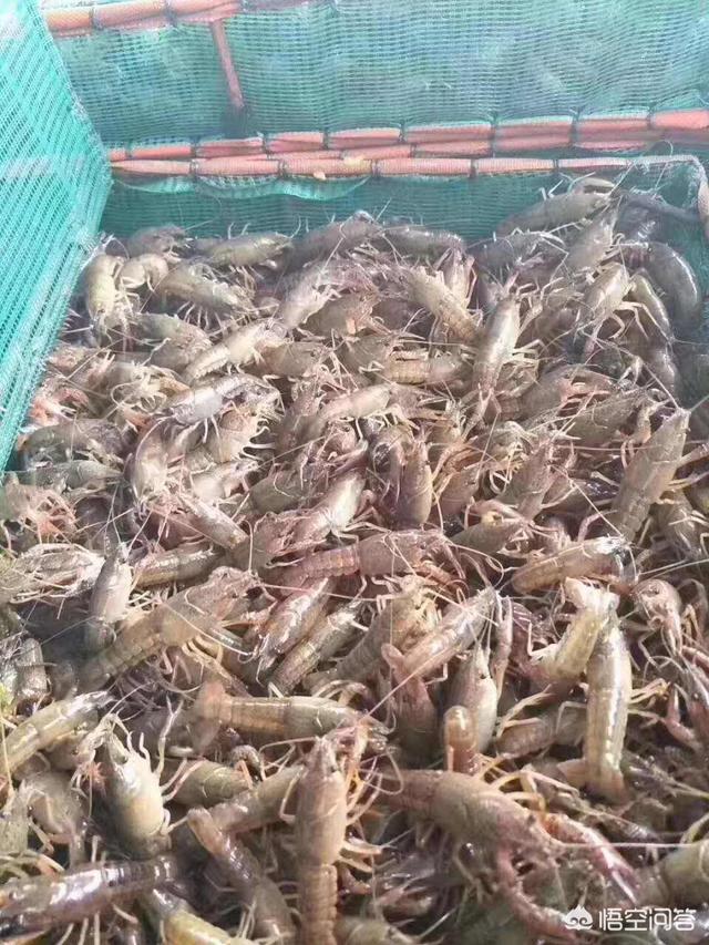 中老年补钙过量:小龙虾补钙计量大了会怎么样？