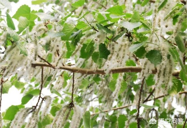 柳雷鸟找图:倪柳之争，错过的是中国芯片的机遇吗？