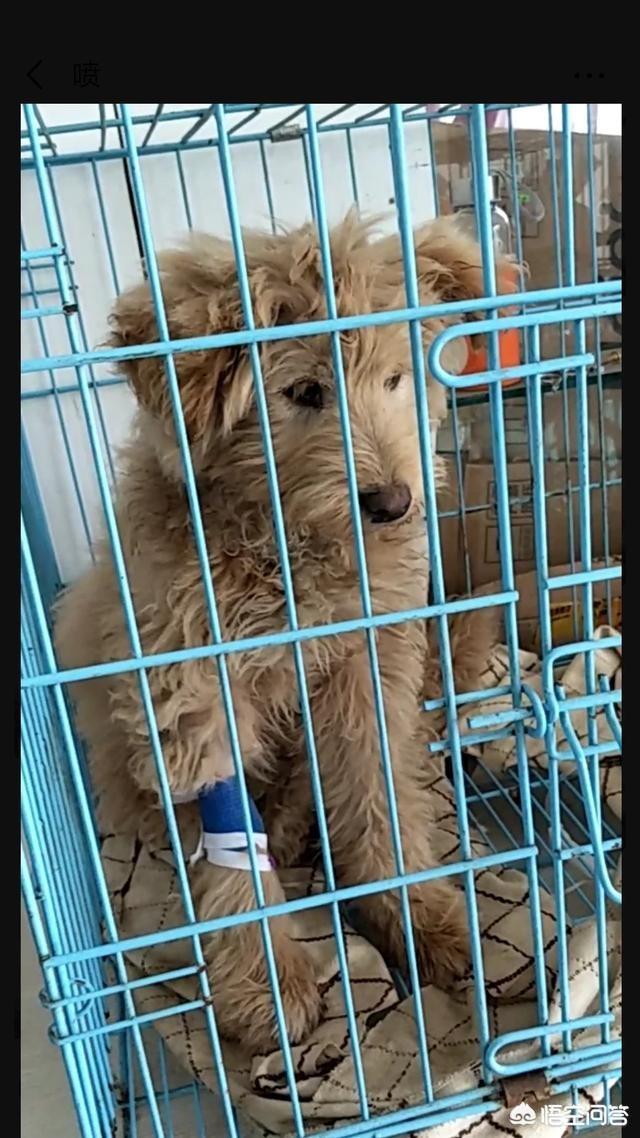 家里干净好不好,家里不干净应该养猫还是养狗？