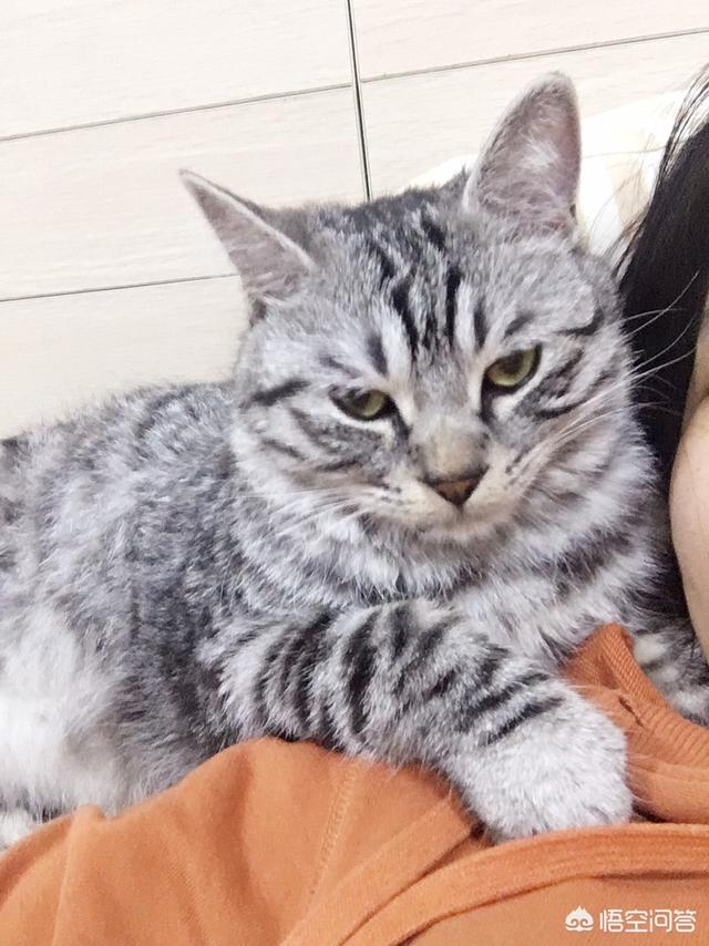 猫咪日常:你和你家猫主子的日常是怎样的？