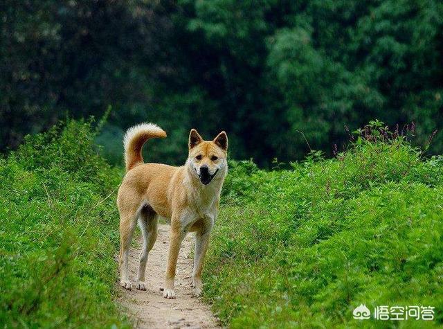 狗狗美容美团:宠物美容师经常把狗剪坏，应该怎么办？现在招聘这么难？