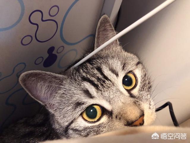霸道总裁的小猫咪夏小薰小说:你家猫咪会不会认为自己是你生的？