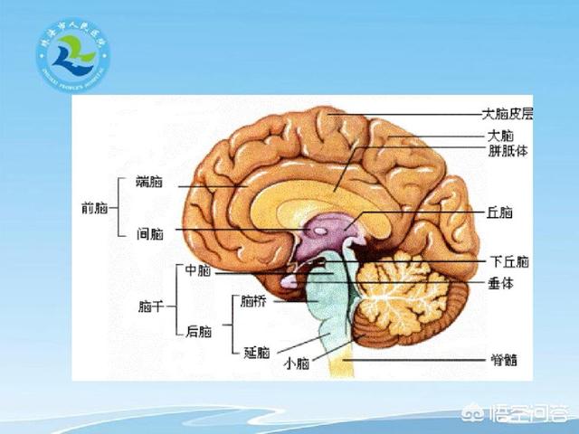 脑叶位置示意图图片