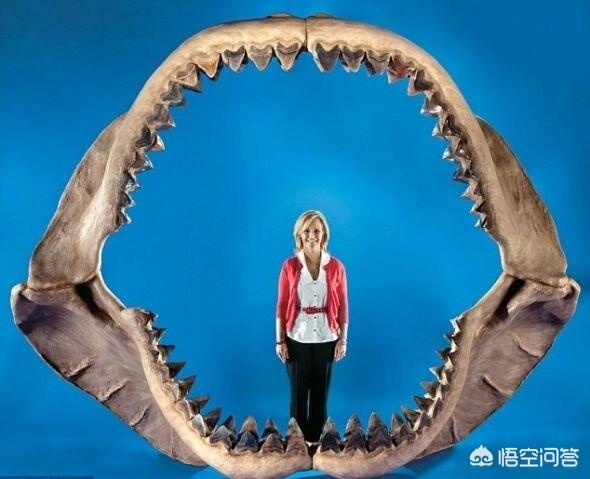 最大的鲨鱼有多大?