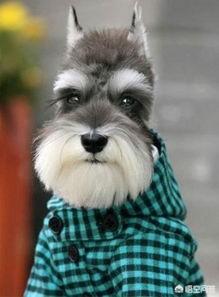 狗狗什么时候开始认主？插图2