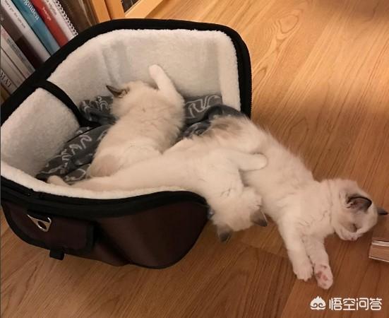 猫咪睡觉时为什么把身体卷成团:为什么有些猫咪睡觉时要把身体团成一个球？