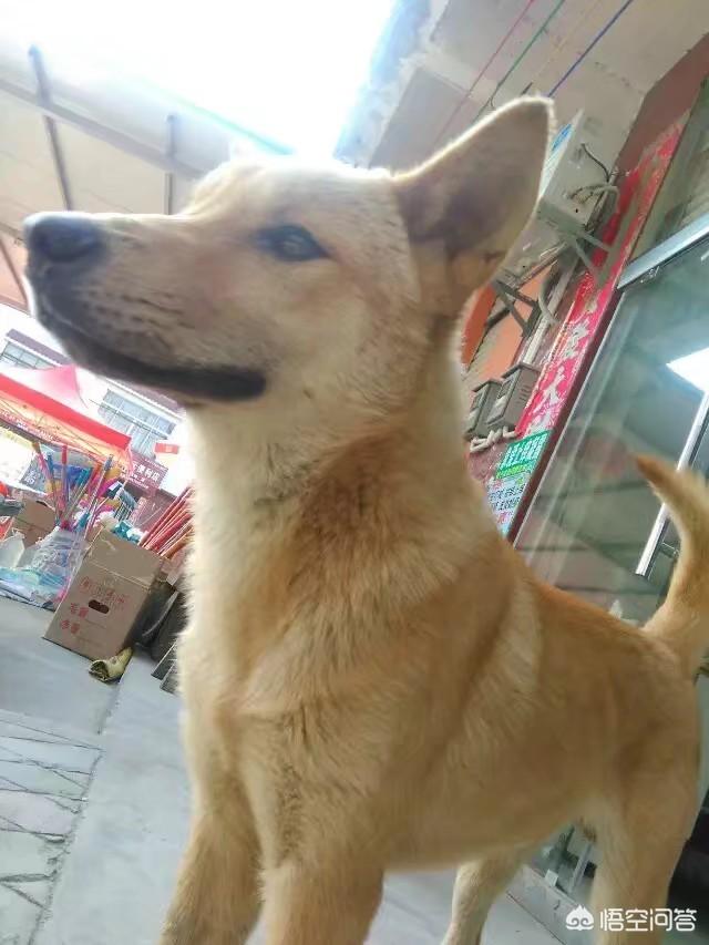 比特狗:比特狗图片及价格 把比特犬和中华田园犬放到野外，谁能够生存下来？为什么？