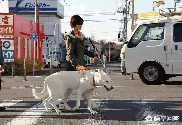 导盲犬是什么狗在中国:导盲犬是怎样带路的呢？它是怎样知道主人要去哪的呢？