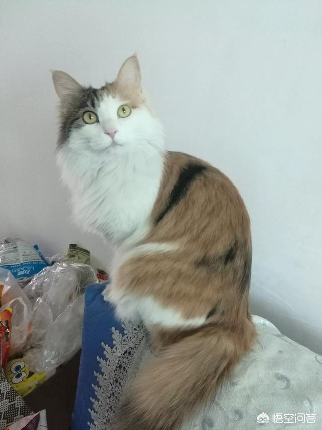 流浪狗和流浪猫评书:流浪狗流浪猫对人类社会有什么作用吗？