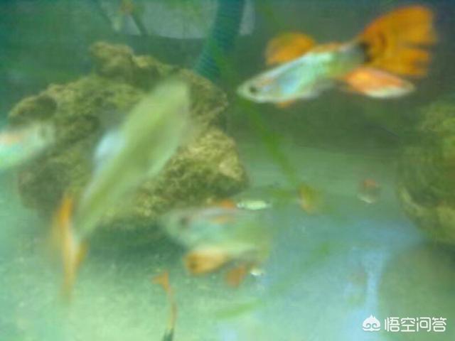 家养宠物鱼种类:家养观赏鱼哪种鱼好养，什么品种观赏鱼最好养？