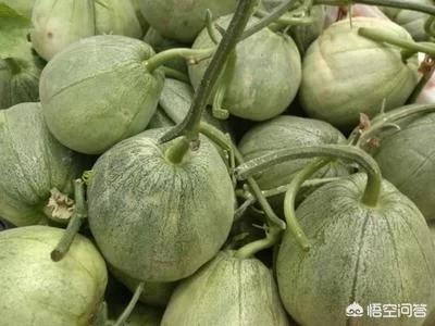 我是71年,我们那个年代有一种香瓜叫灰鼠子瓜,看着外表不怎么好看长的