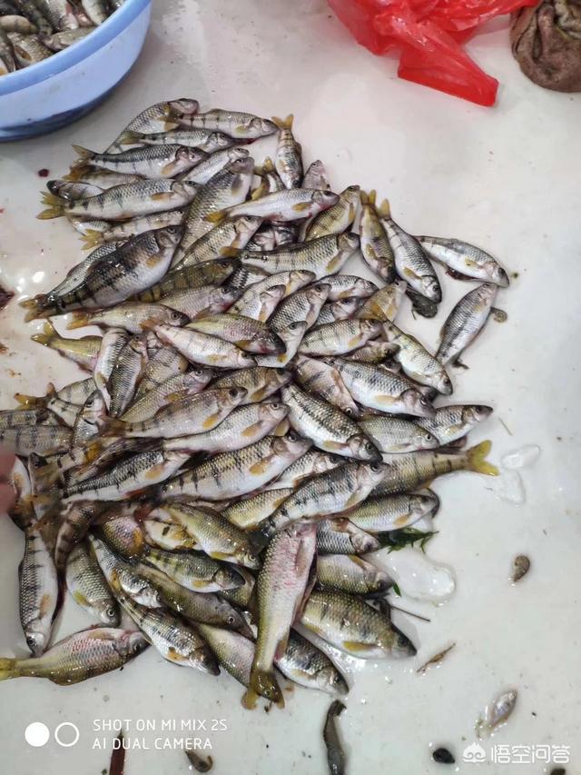 乐狗:蜀南竹海竹海风情农家乐请问店家可以带宠物狗吗？
