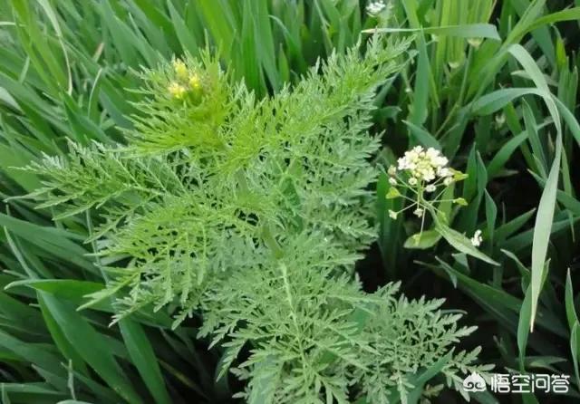 以前人们吃野菜是为了生存,现在吃野菜是为了尝鲜,你都吃过什么野菜？