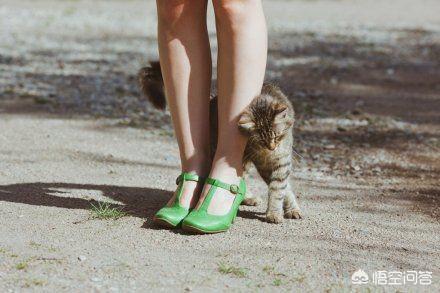 猫在你鞋底下蹭来蹭去是什么意思:走在路上不认识的小猫蹭我是什么情况？