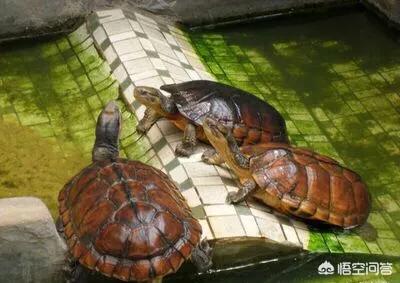 日本石龟深水养:黄喉拟水龟，可以深水养吗？