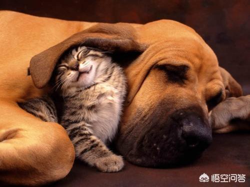 猫狗:猫和狗是否能一起养？为什么？