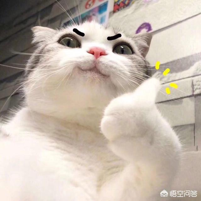 珍稀萌宠在哪里？首家室内动物乐园落户太原, 你怎么看？