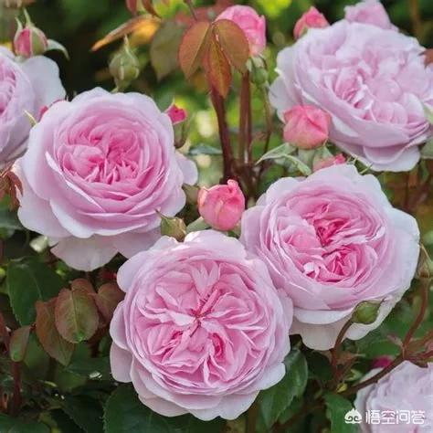 优秀月季花品种介绍百度网:请问下月季浓香丰花的品种有哪些推荐？