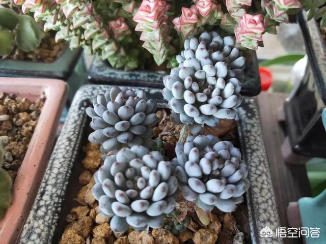 多肉熊童子好养不:多肉容易度夏皮实好养的品种是什么？