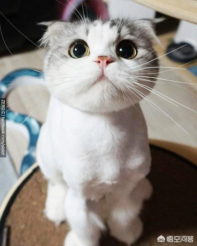 猫打疫苗前注意事项:猫咪多大要打疫苗？需要注意什么事项？