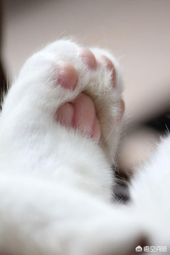 猫打疫苗前注意事项:猫咪多大要打疫苗？需要注意什么事项？