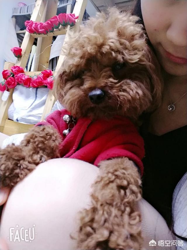 大狗battle视频:你家里的猫狗到底有多欠揍？