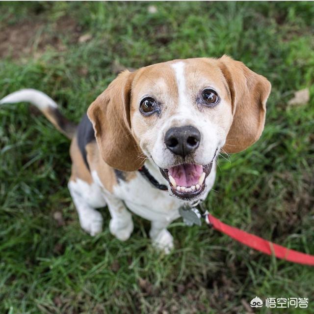 白色京巴狗的性格:拉布拉多犬、比格犬、秋田犬（或柴犬）、京巴犬哪个更适合饲养？