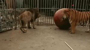 猎豹犬:身材更匀称的老虎，跑不过猎豹也就罢了，为何也追不上狮子？