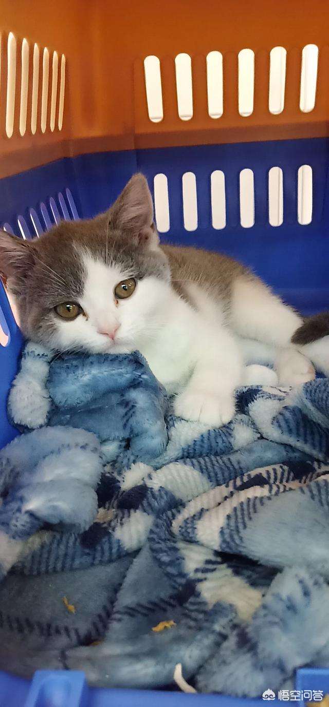 猫传染性腹膜炎如何开药:三个月英短一直拉肚子，小猫拉稀喝益生菌多久能恢复？