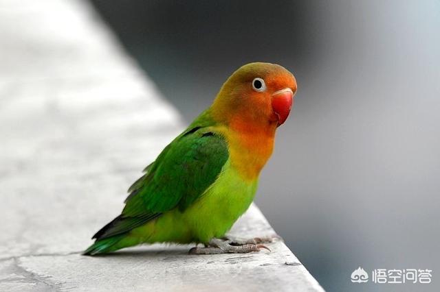 牡丹鹦鹉图片:牡丹鹦鹉怎么养才和人亲？