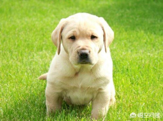 三个月幼犬拉稀怎么办:没满月的狗狗拉肚子怎么办？