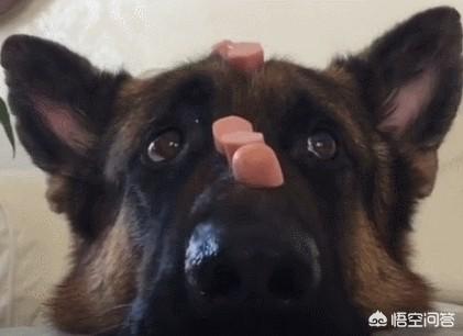 世界顶级护卫犬视频:有什么大型犬特别护主吗？