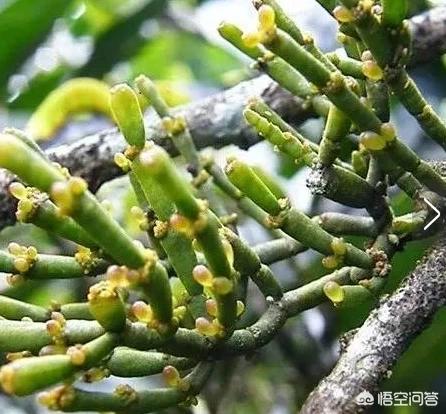 枫香树叶染饭:乌饭树可以大面积栽植吗？