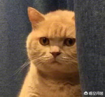 猫岛鼠岛:如果把15只公猫，15只野猫放在一个淡水岛，两年以后会怎样？