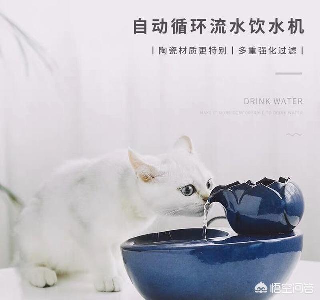 宠物吹水机机头:猫奴可以给主子买哪些便宜又好用的东西？