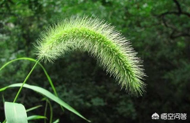 麻鹩子笼子图片:农村里常见的＂狗尾巴＂草，有什么用处？