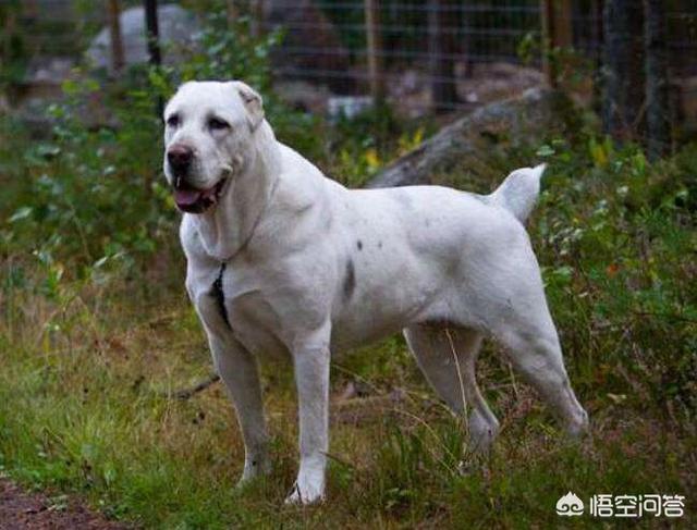 中亚牧羊犬看门视频:中亚牧羊犬有哪些优点？为什么？