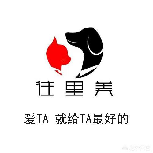 武汉多格儿宠物托运公司怎么样:宠物托运公司会如何保护宠物呢？