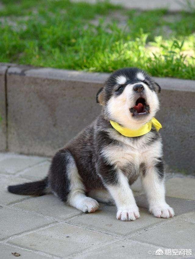 一岁的阿拉斯加犬怎么养熟:刚养阿拉斯加我需要注意点什么？