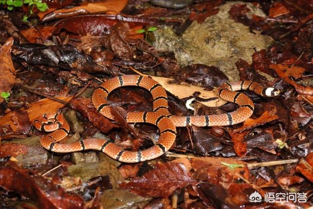 在农村菜园子浇菜,看到一条非常漂亮的红蛇,这种红颜色的蛇有毒吗?