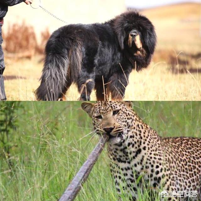 鬼獒pk藏獒视频:我国的藏獒打的过中亚牧羊犬吗？为什么？