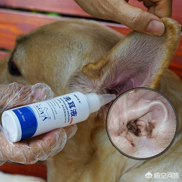 犬钩虫病吃什么食物好:狗狗耳螨不能吃肉么，狗狗耳螨该怎么处理好？