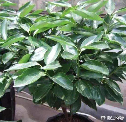 平安树的养殖方法和注意事项大全:平安树的叶子不绿，有斑驳的黄，怎么养护？