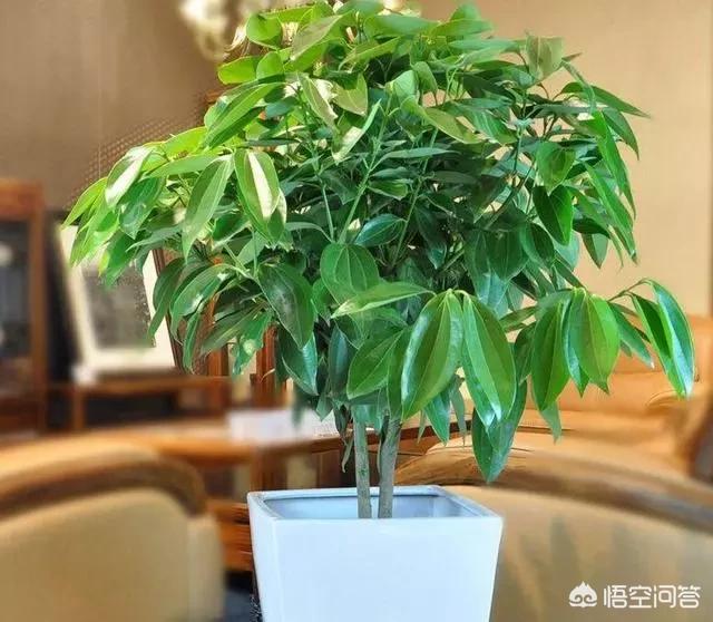平安树的养殖方法和注意事项大全:平安树的叶子不绿，有斑驳的黄，怎么养护？